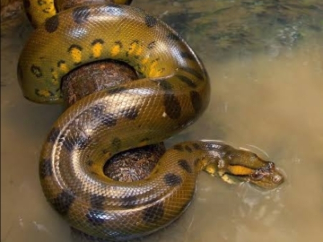 Sucuri verde