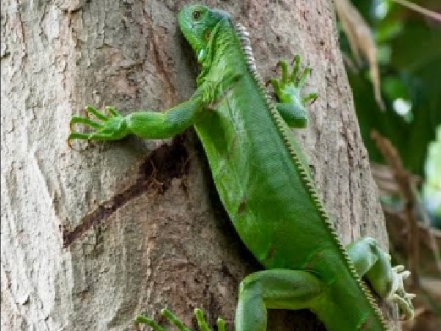 Iguana