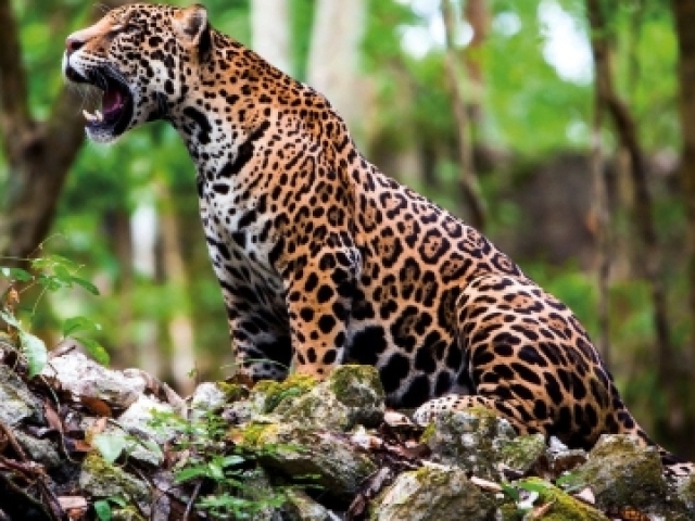 Onça pintada