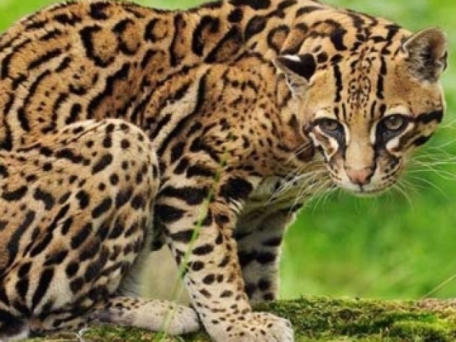 Jaguatirica