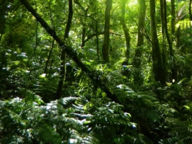 Floresta Amazônica