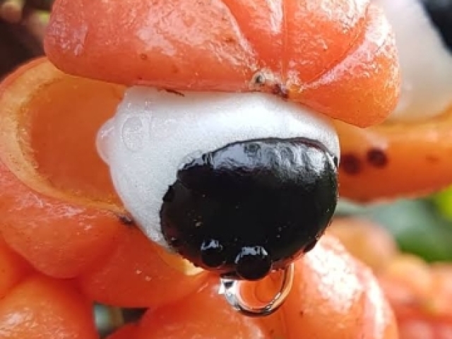 Guaraná