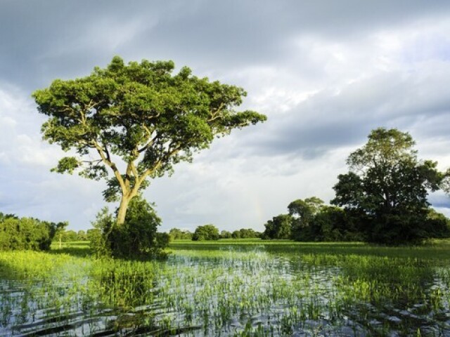 Pantanal do Mato Grosso