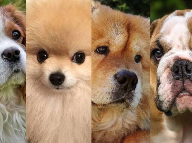 Qual doguinho você seria?