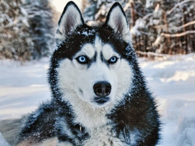 Husky Siberiano
