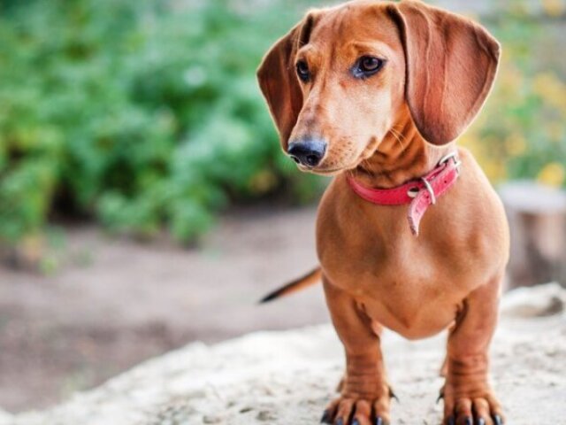 Dachshund