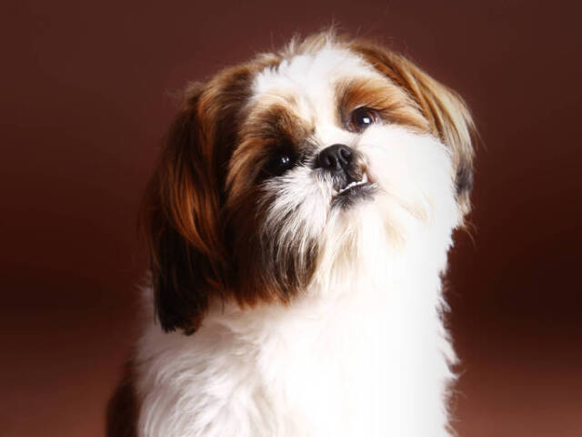 Shih-Tzu