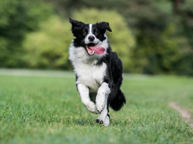 Border Collie