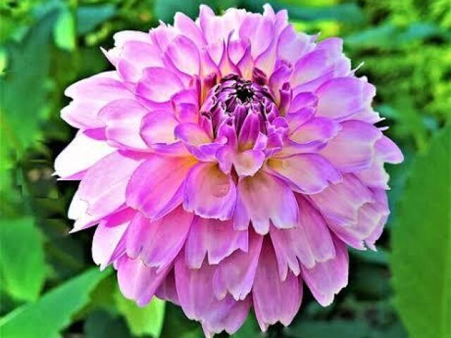 Dalia