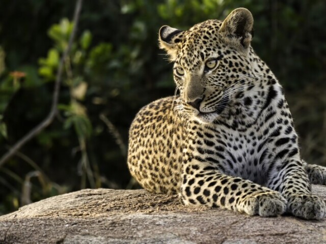 Leopardo