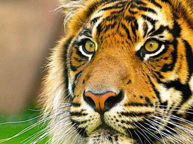 Tigre