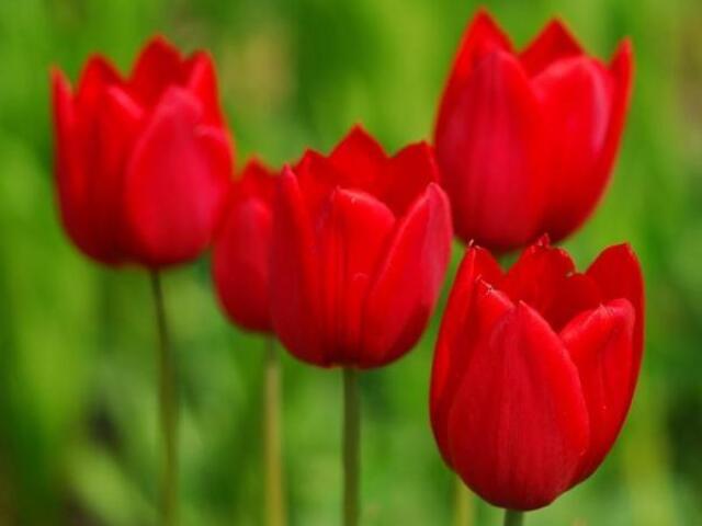 Tulipa