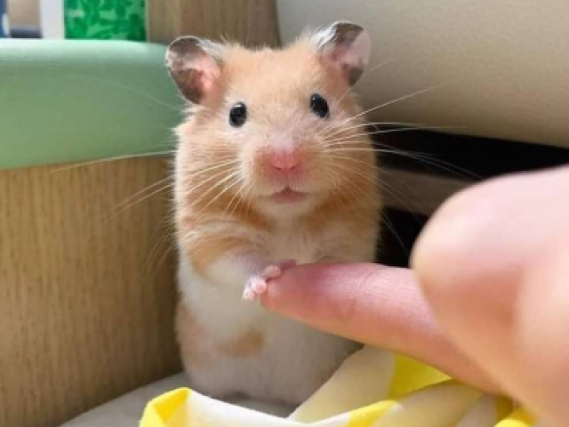 Hamster