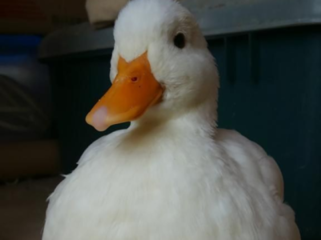 Pato