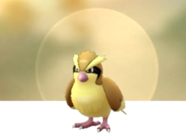 Pidgey