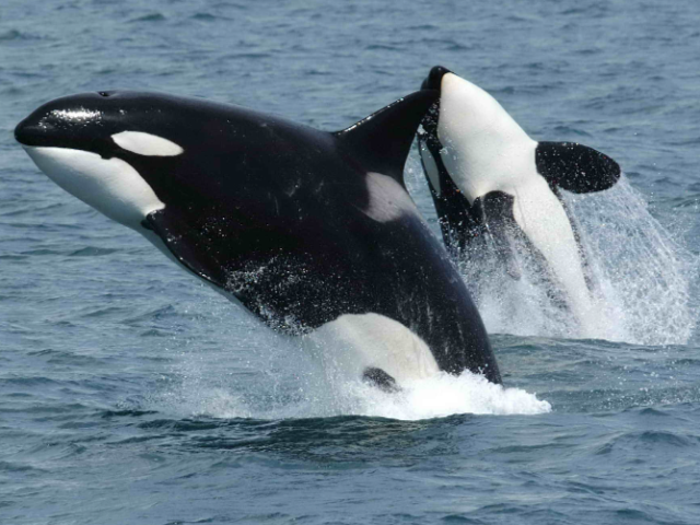 Orca