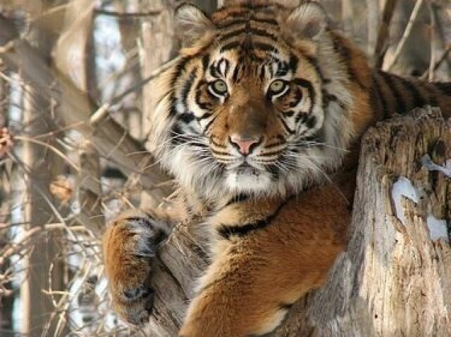 Tigre