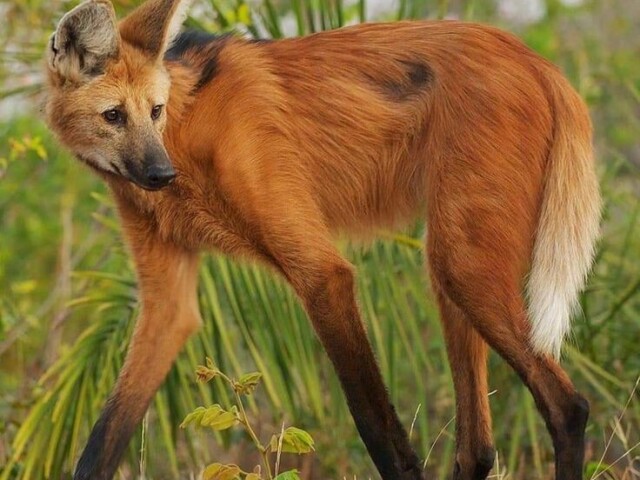 Lobo-guará