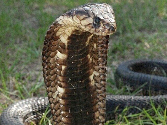 Cobrar/serpente