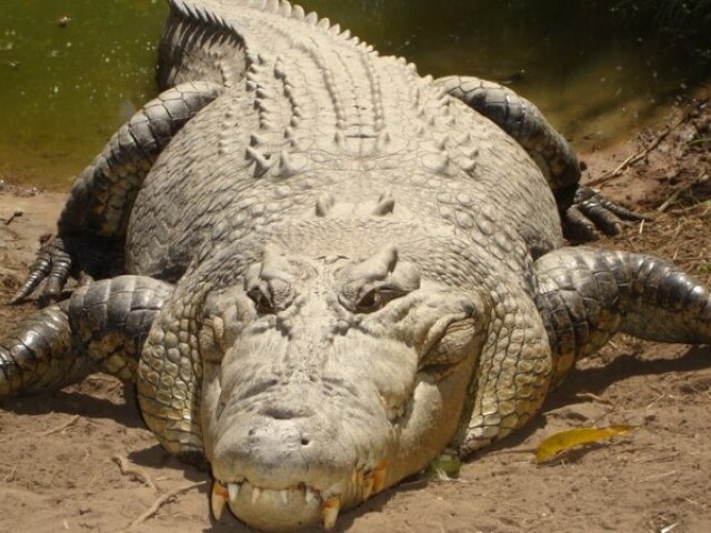 Crocodilo