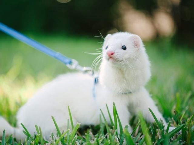 ferret