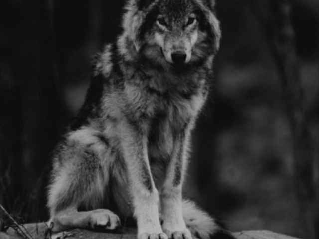 Lobo