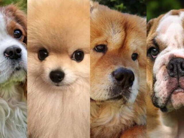 Qual doguinho você é?