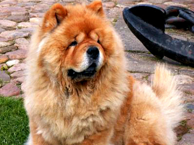 Chow-Chow