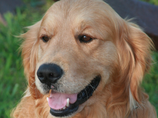 Golden Retriver