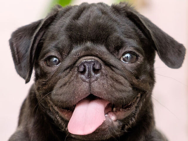 Pug