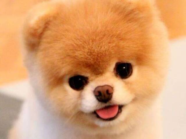Lulu da Pomerânia