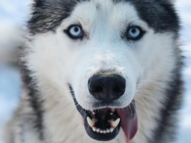 Husky Siberiano