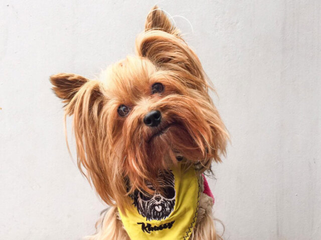 Yorkshire Terrier