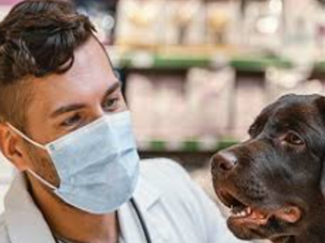 Você vai ser um veterinário