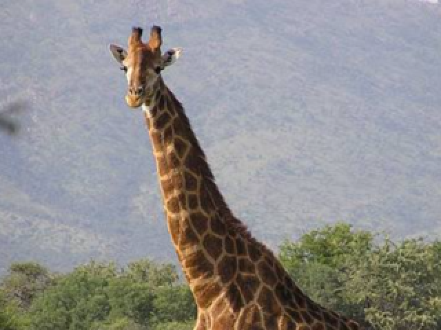 Girafa!