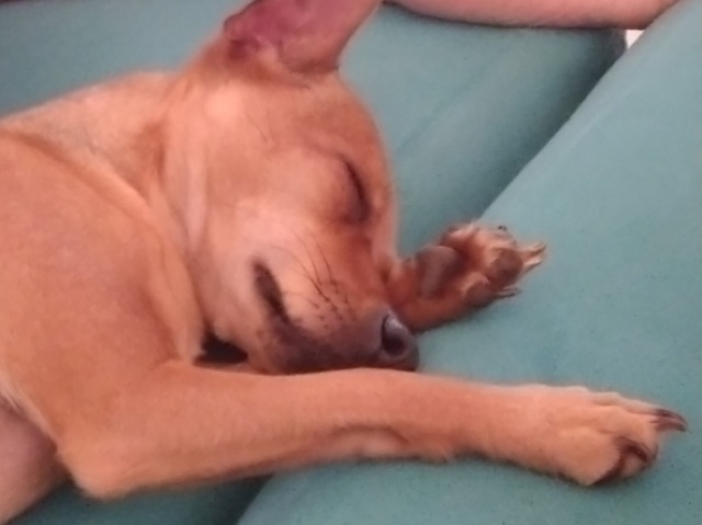 Você seria um cachorrinho