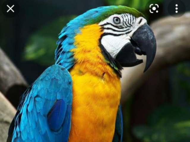 Arara