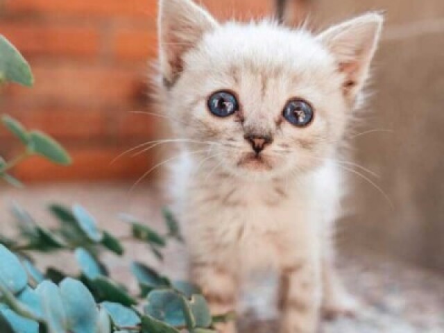 Gatinho