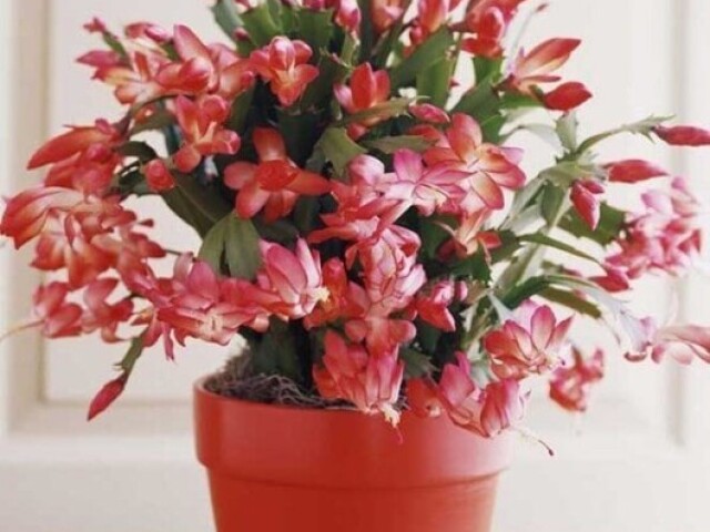 Uma Flor- de- Maio.