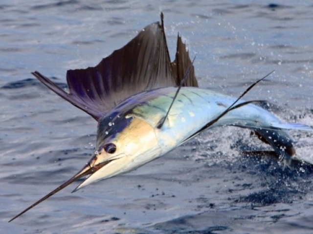 Peixe Espada