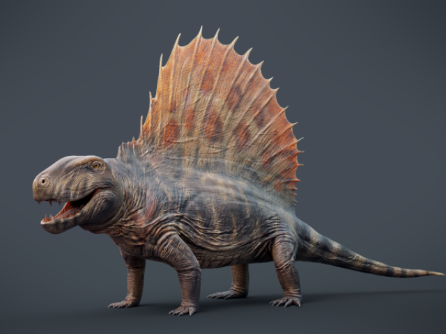 Dimetrodon