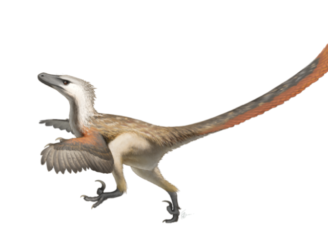 Velociraptor Plumado