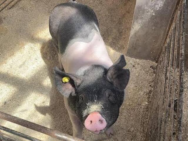 🐷