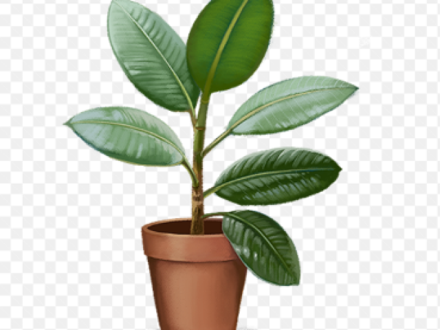 Planta