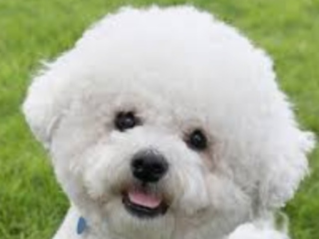 Bichon frisé