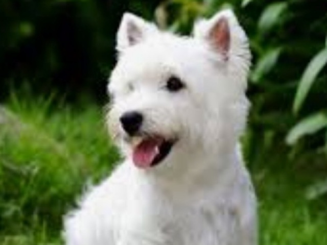 White terrier