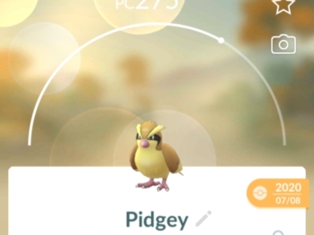 Pidgey