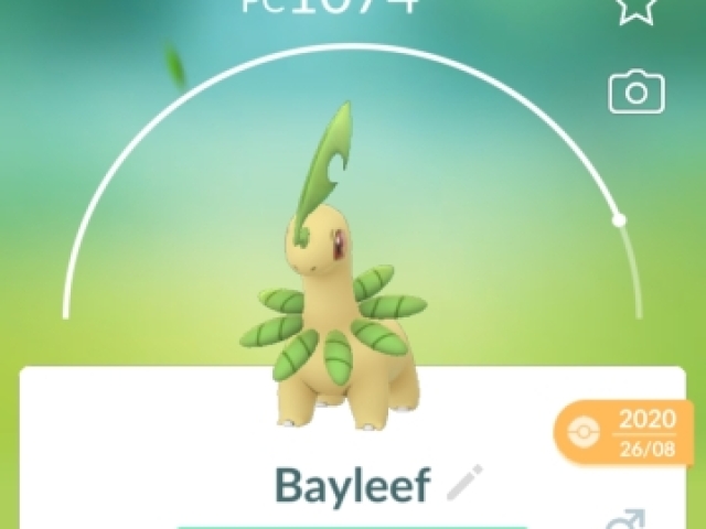 Bayleef