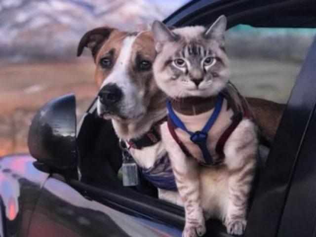 Você combina mais com cachorro ou gato?
