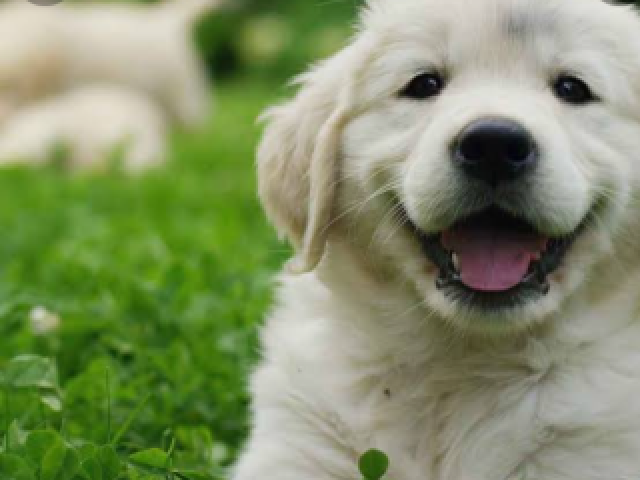 Cão 🐕